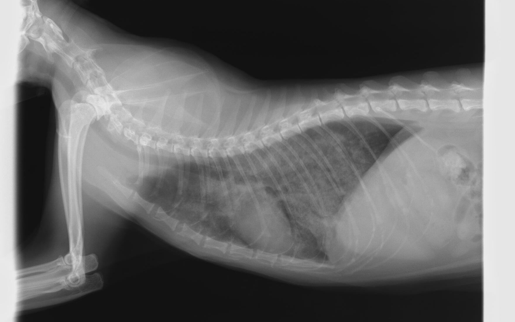 猫の診療最前線 猫の診療最前線 |本 | 通販 | Amazon